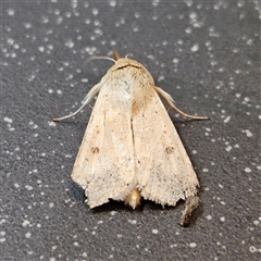 Helicoverpa (genus) at Bungendore, NSW - 25 Sep 2024