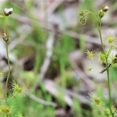 Drosera sp. at Wodonga, VIC - 21 Sep 2024 by KylieWaldon