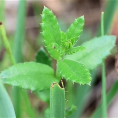 Gonocarpus tetragynus (Common Raspwort) at Wodonga, VIC - 21 Sep 2024 by KylieWaldon