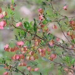 Dodonaea viscosa subsp. cuneata (Wedge-leaved Hop Bush) at Wodonga, VIC - 21 Sep 2024 by KylieWaldon