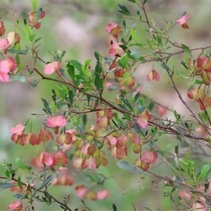 Dodonaea viscosa subsp. cuneata at Wodonga, VIC - 22 Sep 2024