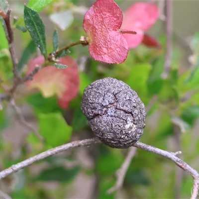 Unidentified Other Plant Gall at Wodonga, VIC - 21 Sep 2024 by KylieWaldon