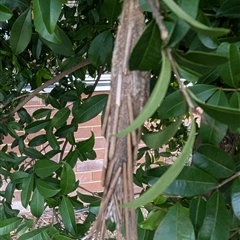 Metura elongatus at Acton, ACT - 25 Sep 2024 12:15 PM