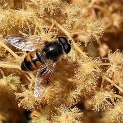 Eristalis tenax (Drone fly) at Bandiana, VIC - 15 Sep 2024 by KylieWaldon