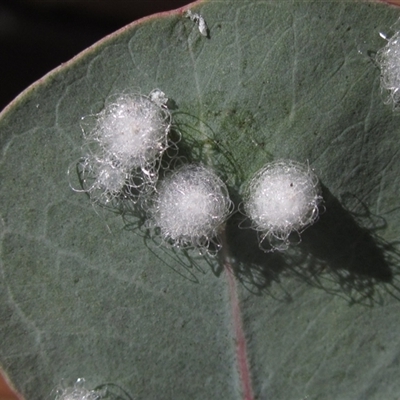 Glycaspis sp. (genus) (Unidentified sugary lerp) at Higgins, ACT - 23 Sep 2024 by pinnaCLE
