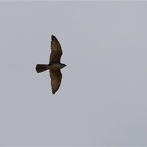 Falco berigora at Tharwa, ACT - 24 Sep 2024