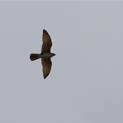 Falco berigora (Brown Falcon) at Tharwa, ACT - 24 Sep 2024 by RodDeb