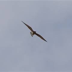 Falco berigora at Tharwa, ACT - 24 Sep 2024