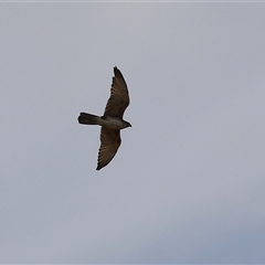 Falco berigora at Tharwa, ACT - 24 Sep 2024