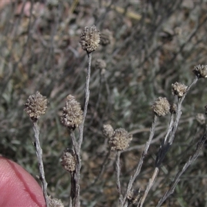 Calocephalus citreus at Yarralumla, ACT - 16 Sep 2024