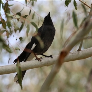 Strepera graculina at Tharwa, ACT - 24 Sep 2024 01:07 PM