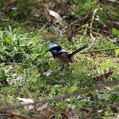 Malurus cyaneus (Superb Fairywren) at Tharwa, ACT - 24 Sep 2024 by RodDeb