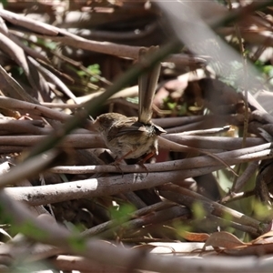 Malurus cyaneus at Tharwa, ACT - 24 Sep 2024