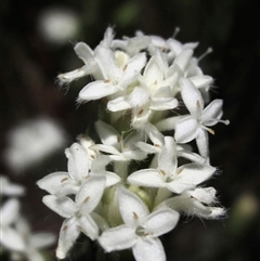 Pimelea glauca (Smooth Rice Flower) at Yarralumla, ACT - 16 Sep 2024 by pinnaCLE