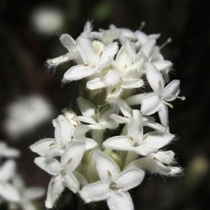 Pimelea glauca at Yarralumla, ACT - 16 Sep 2024 12:15 PM