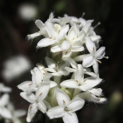 Pimelea glauca (Smooth Rice Flower) at Yarralumla, ACT - 16 Sep 2024 by pinnaCLE