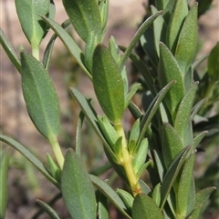 Pimelea glauca at Yarralumla, ACT - 16 Sep 2024