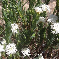 Pimelea glauca at Yarralumla, ACT - 16 Sep 2024 12:15 PM