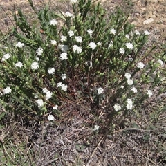 Pimelea glauca at Yarralumla, ACT - 16 Sep 2024