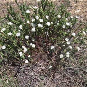 Pimelea glauca at Yarralumla, ACT - 16 Sep 2024 12:15 PM