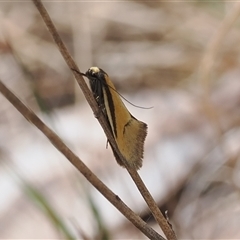 Philobota undescribed species near arabella (A concealer moth) at Kenny, ACT - 24 Sep 2024 by RAllen