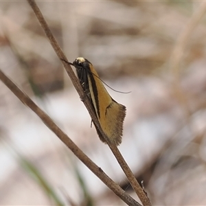 Philobota undescribed species near arabella at Kenny, ACT - 24 Sep 2024 11:46 AM