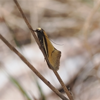 Philobota undescribed species near arabella (A concealer moth) at Kenny, ACT - 24 Sep 2024 by RAllen