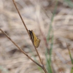 Philobota undescribed species near arabella at Kenny, ACT - 24 Sep 2024