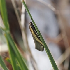 Philobota chrysopotama (A concealer moth) at Kenny, ACT - 24 Sep 2024 by RAllen