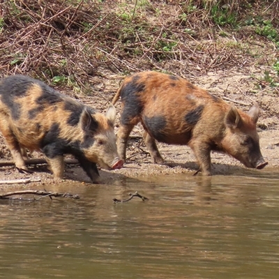 Sus scrofa (Feral Pig) at Tharwa, ACT - 24 Sep 2024 by RodDeb
