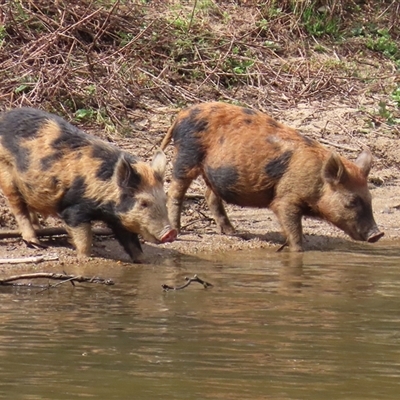 Sus scrofa (Pig (feral)) at Tharwa, ACT - 24 Sep 2024 by RodDeb