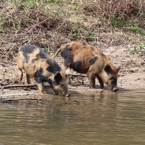 Sus scrofa at Tharwa, ACT - 24 Sep 2024