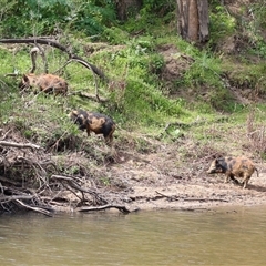 Sus scrofa at Tharwa, ACT - suppressed