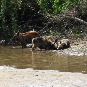 Sus scrofa at Tharwa, ACT - suppressed