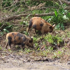 Sus scrofa at Tharwa, ACT - 24 Sep 2024