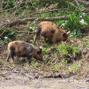 Sus scrofa at Tharwa, ACT - suppressed