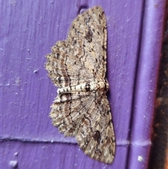 Ectropis bispinaria (Loop-line Bark Moth) at Captains Flat, NSW - 25 Sep 2024 by Csteele4