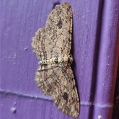 Ectropis bispinaria at Captains Flat, NSW - 25 Sep 2024