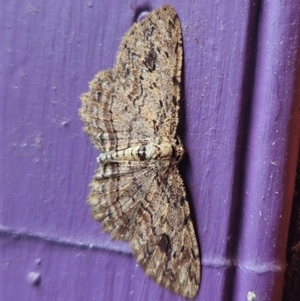 Ectropis bispinaria at Captains Flat, NSW - suppressed