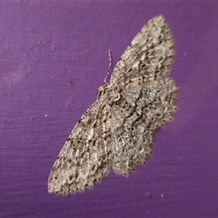 Ectropis bispinaria at Captains Flat, NSW - suppressed