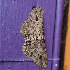 Ectropis bispinaria at Captains Flat, NSW - suppressed