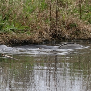 Cyprinus carpio at Fyshwick, ACT - 25 Sep 2024