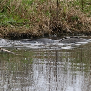 Cyprinus carpio at Fyshwick, ACT - 25 Sep 2024