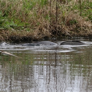 Cyprinus carpio at Fyshwick, ACT - 25 Sep 2024