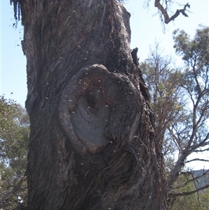 Apis mellifera at Yarralumla, ACT - 16 Sep 2024 12:30 PM