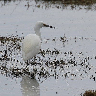 Egretta garzetta (Little Egret) at Fyshwick, ACT - 25 Sep 2024 by RodDeb