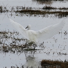 Egretta garzetta at Fyshwick, ACT - 25 Sep 2024