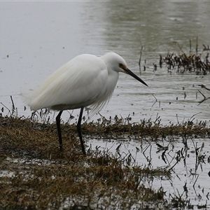 Egretta garzetta at Fyshwick, ACT - 25 Sep 2024