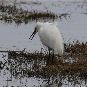 Egretta garzetta at Fyshwick, ACT - 25 Sep 2024