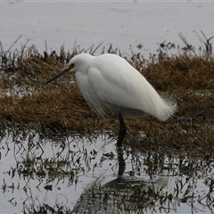 Egretta garzetta at Fyshwick, ACT - 25 Sep 2024